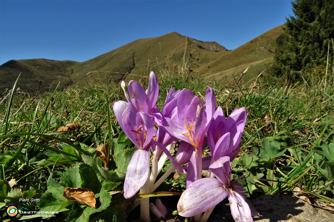 28 Fiori di Colchico autunnale ( Colchicum autumnale).JPG